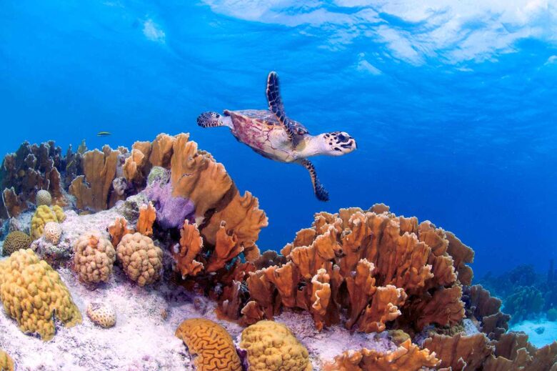 Reef diving
